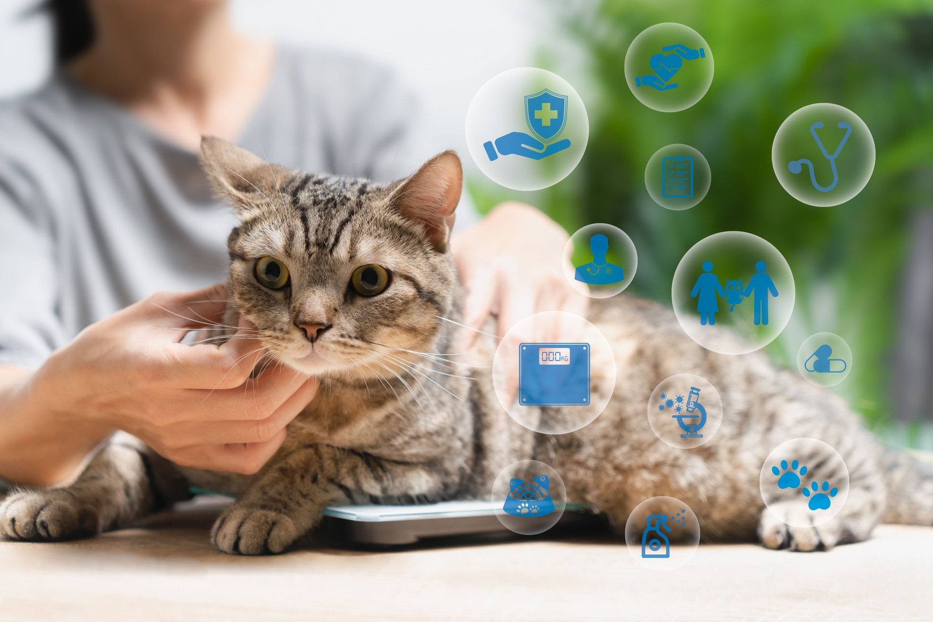 Pet health check, nutritional care concept, Tabby cat on the digital scale, Woman holding a cat on the table weight check of cat, Good health, Food control, Doctor's appointment, Infectious diseases
