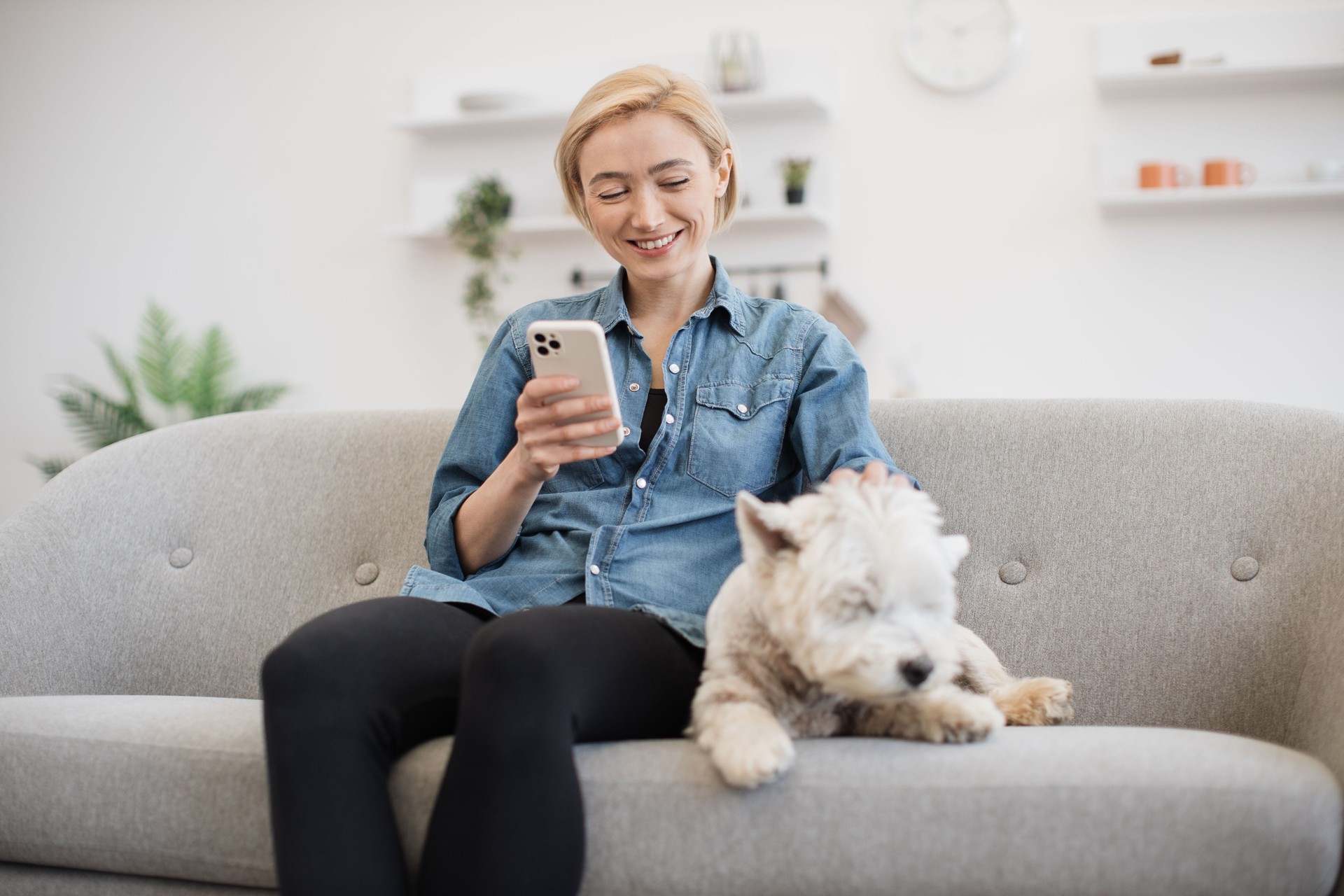 Dog keeper using smartphone while petting terrier on sofa