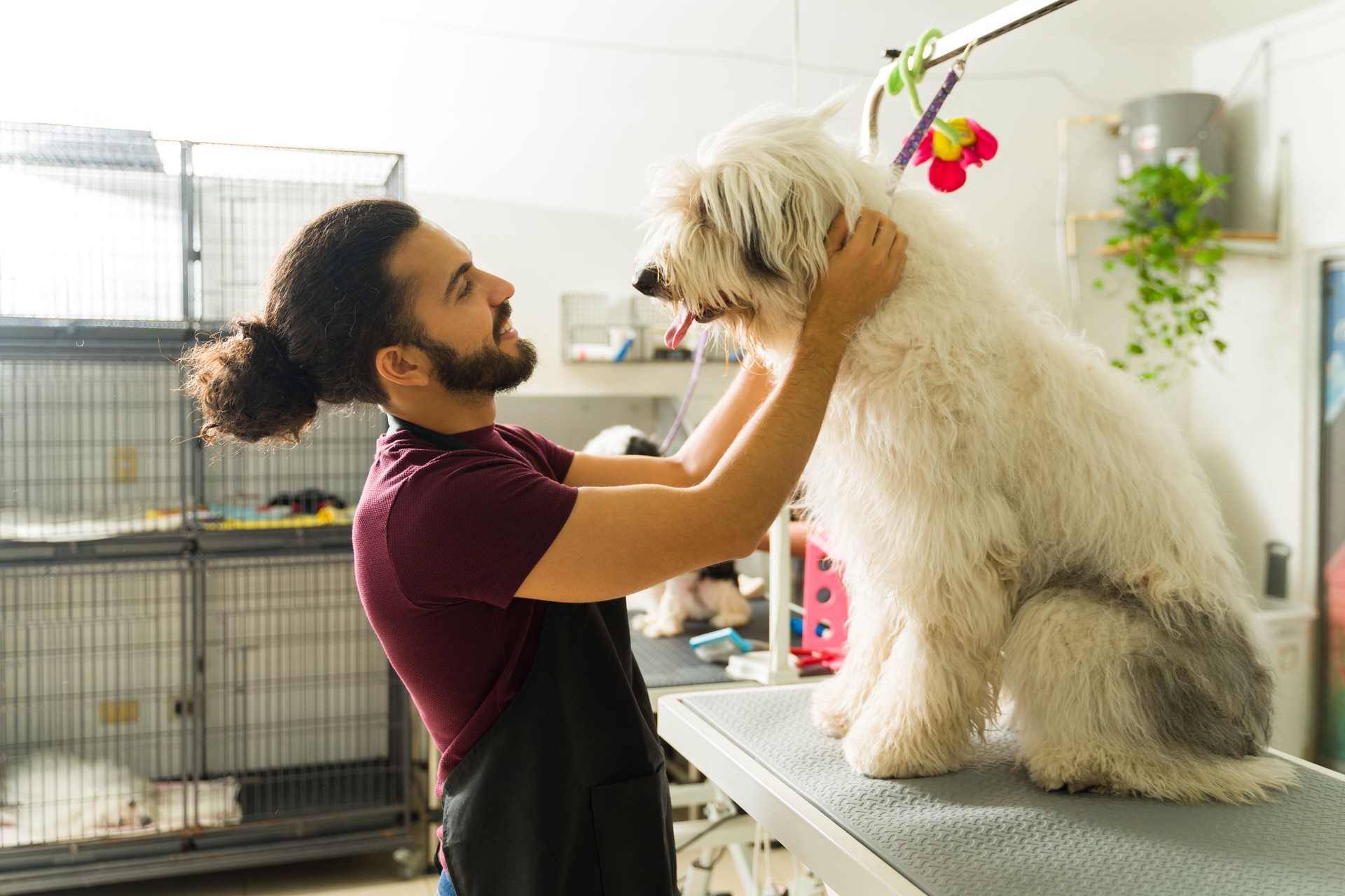 Profile of a latin man grooming a bobtail dog